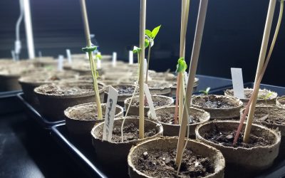 The Easiest Way to Germinate Seeds Indoors
