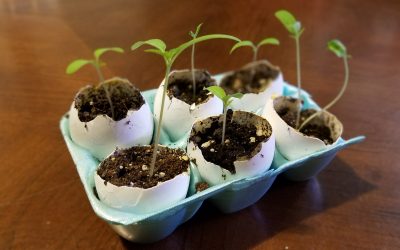 3 Easy Ways to Use Eggshells in Your Garden