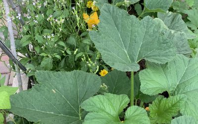 An Introduction to Companion Planting