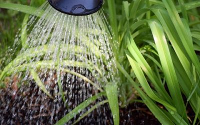 Common Gardening Mistakes: Watering