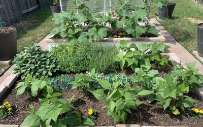 In Our Garden: 2020 Spring Season