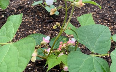 In Our Garden: 2020 Fall Season
